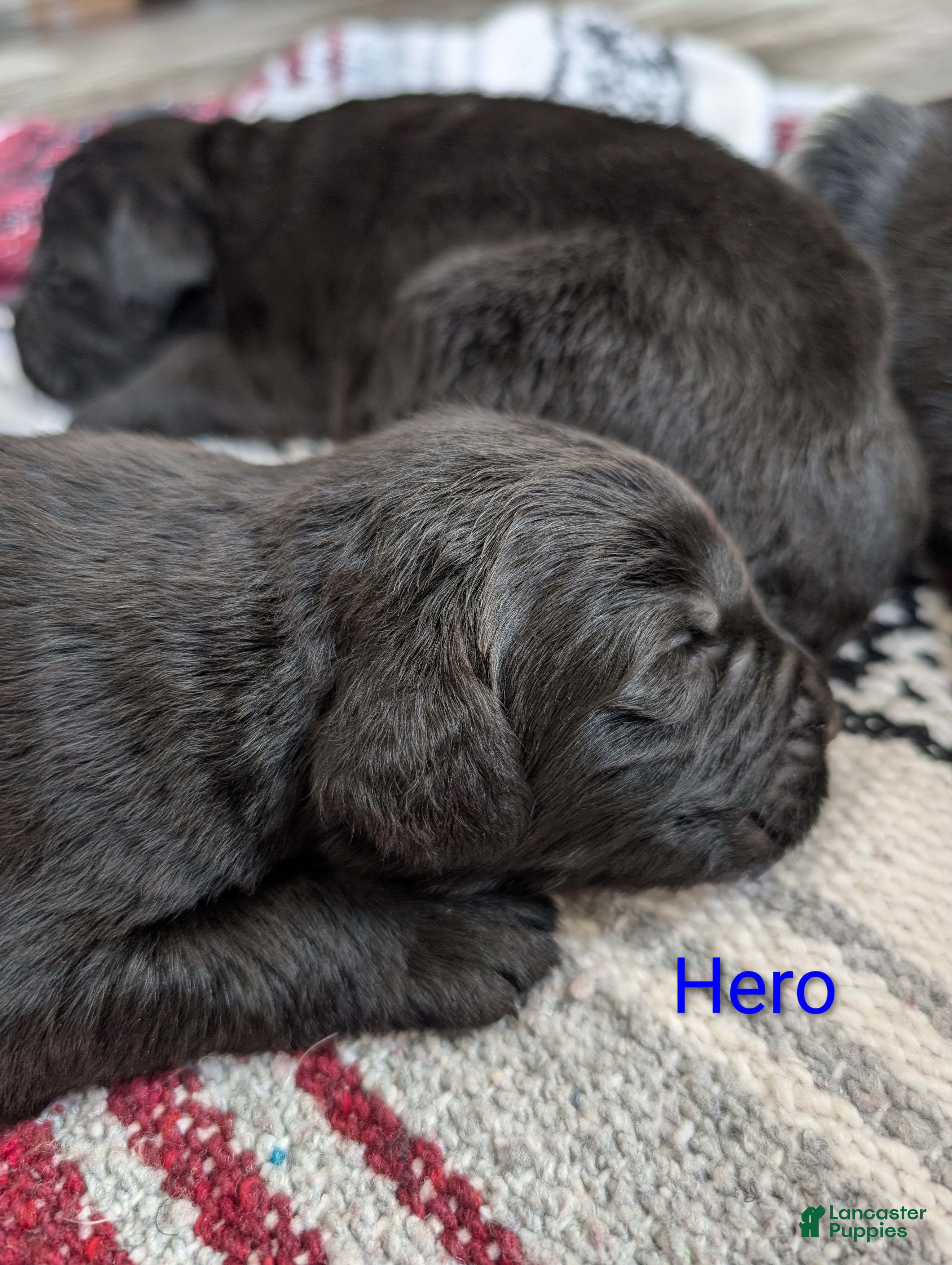Newfoundland dogs Hero - Ad 24