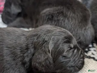 Newfoundland dogs Hero - Ad 24