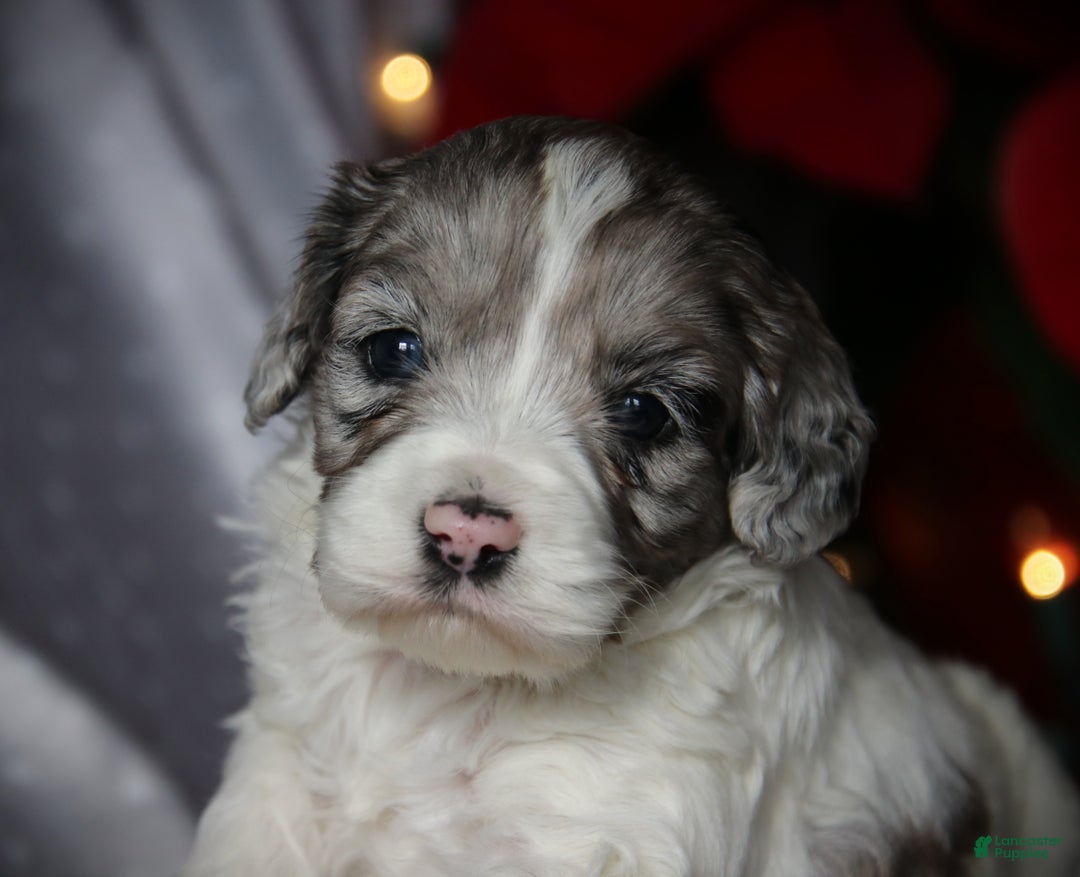 Cockapoo dogs for sale: Starlight - Ad 4