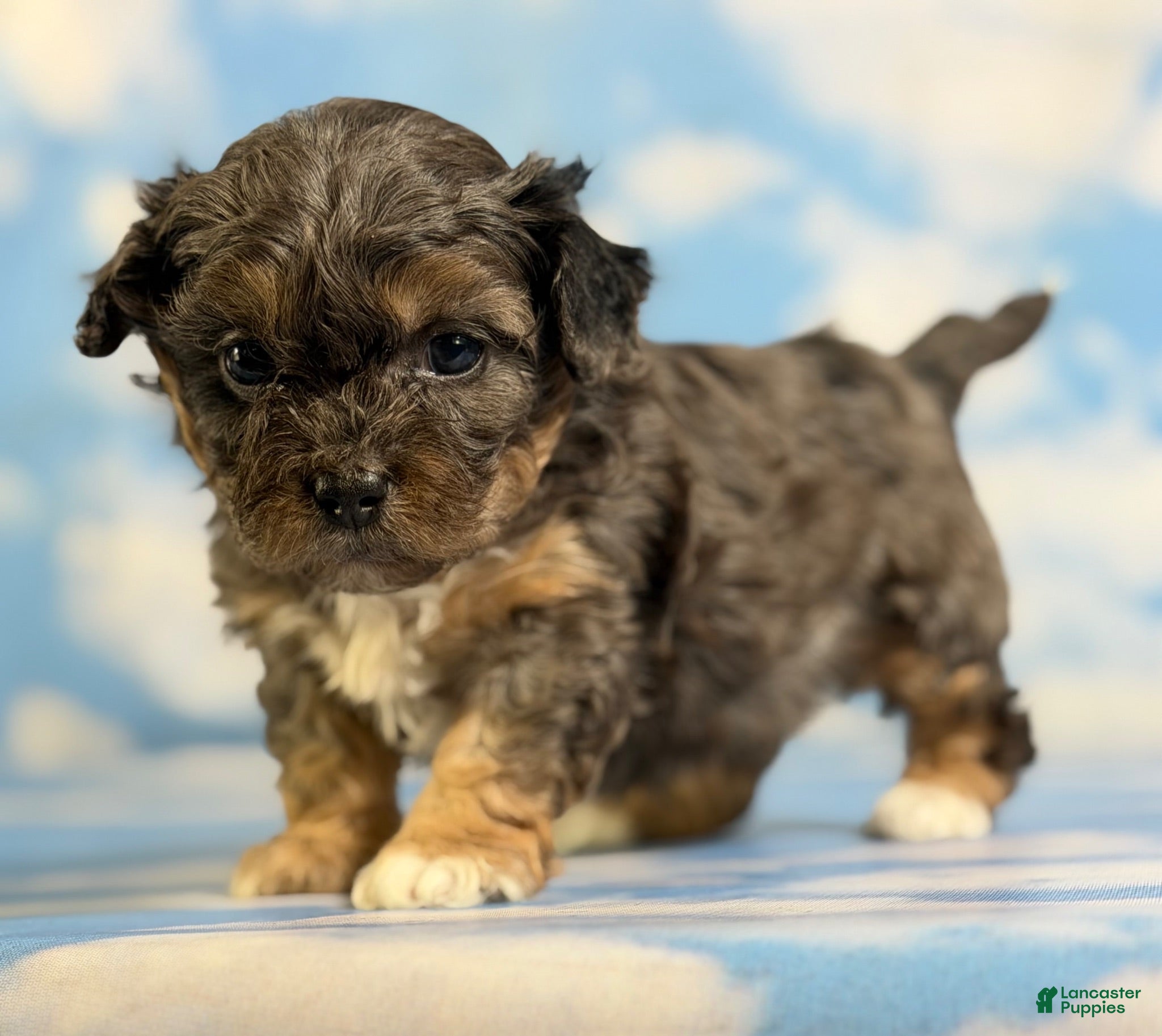 Pekapoo dogs June  - Ad 2