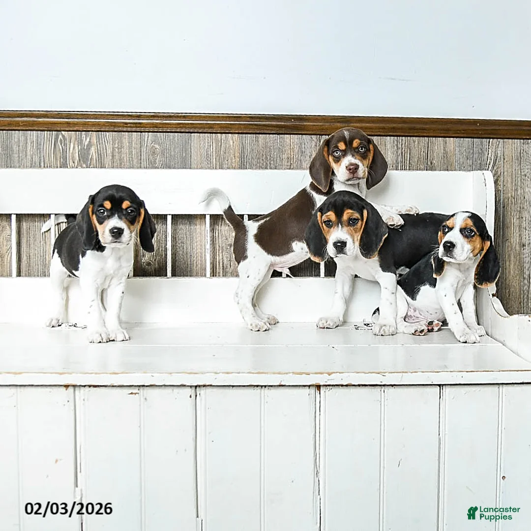 Beagle dogs for sale: Buddy - Ad 5
