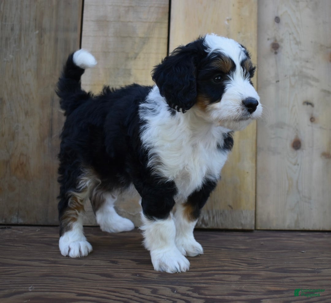 Mini Bernedoodle dogs for sale: Hunter - Ad 5