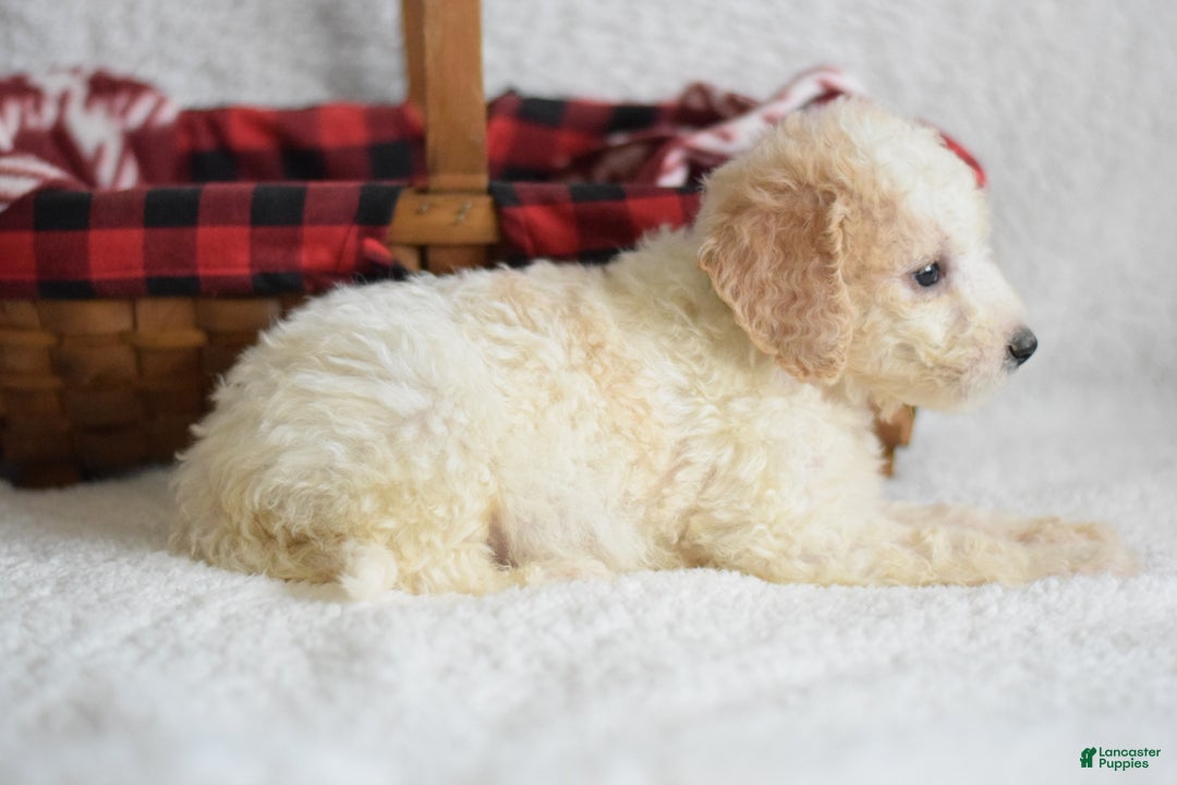 Goldendoodle dogs for sale: Goldendoodle Puppy 5 - Ad 3