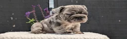 French Bulldog dogs for sale: Ziggy - Ad 4