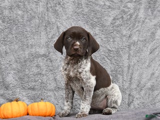German Shorthaired Pointer dogs - Ad 29