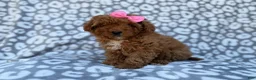 Cavapoo dogs for sale: Scarlett - Ad 1