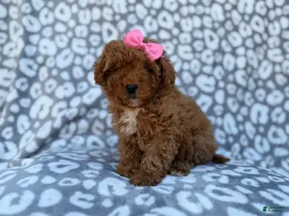 Cavapoo dogs Scarlett - Ad 20