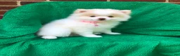 Pomeranian dogs for sale: Gemma - Ad 4