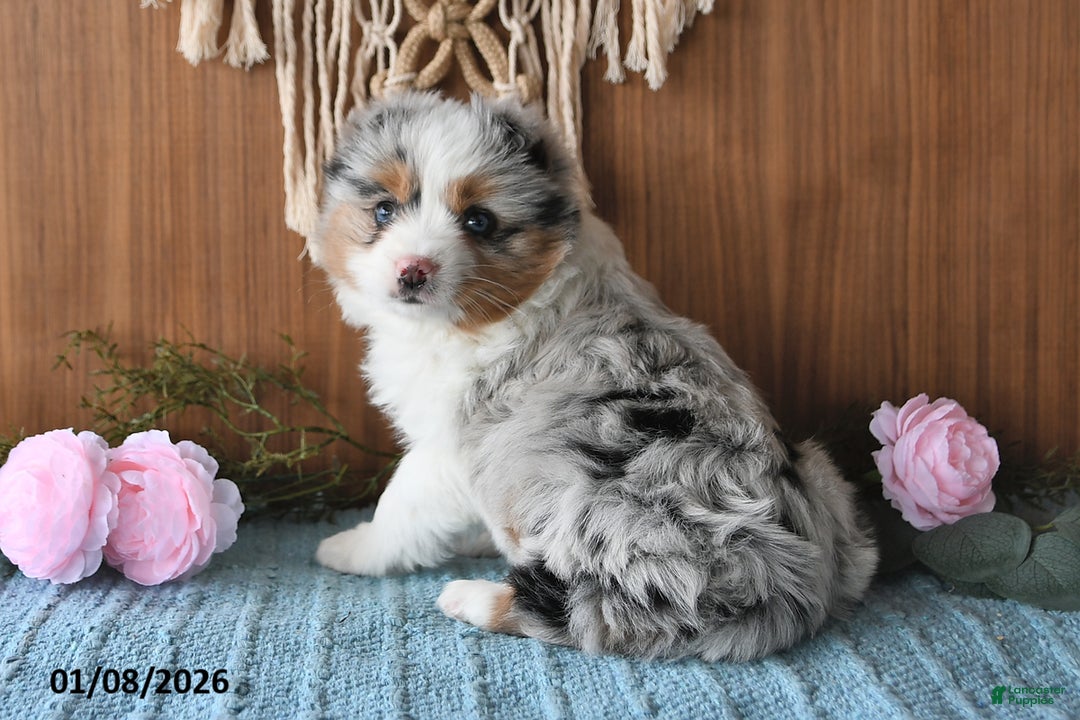 Miniature Australian Shepherd dogs for sale: Elsa - Ad 5