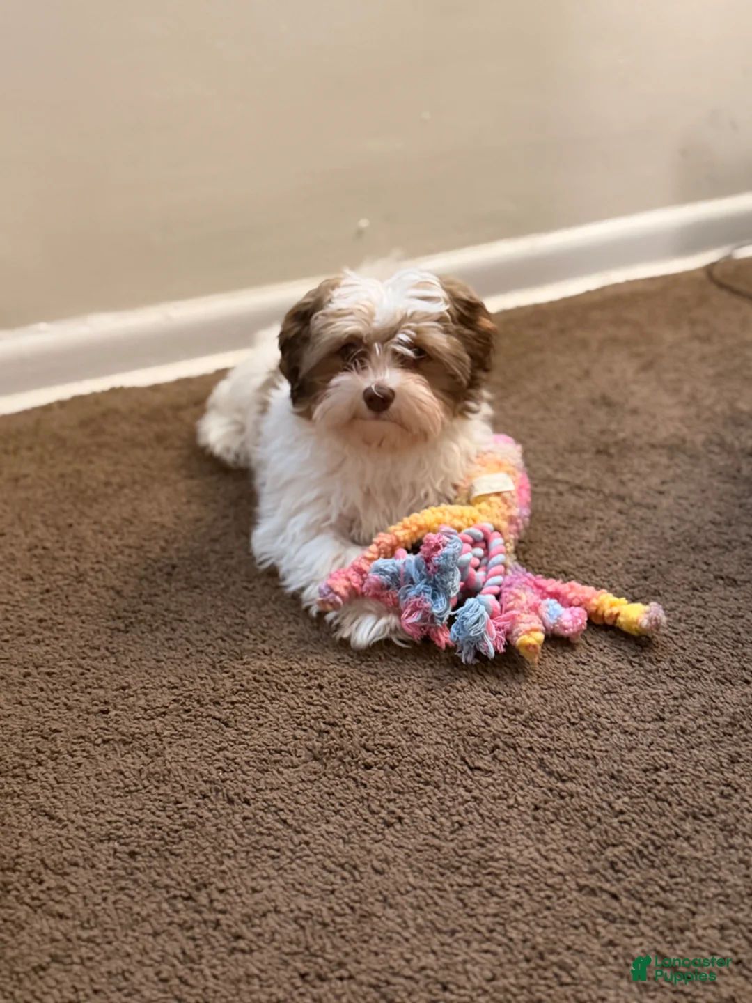 Havanese dogs for sale: Havanese Puppy 1 - Ad 4