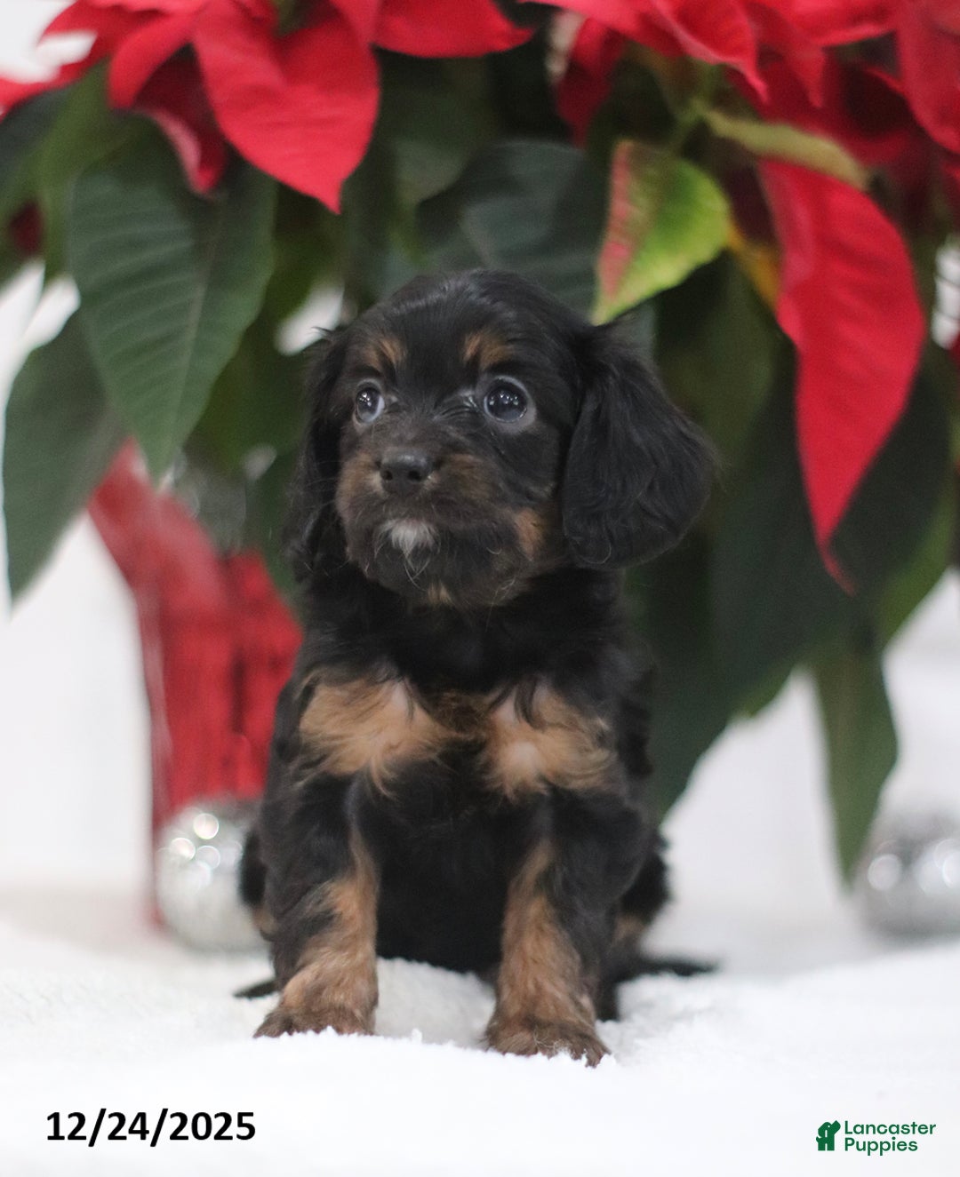 Cavapoo dogs for sale: Penny - Ad 3