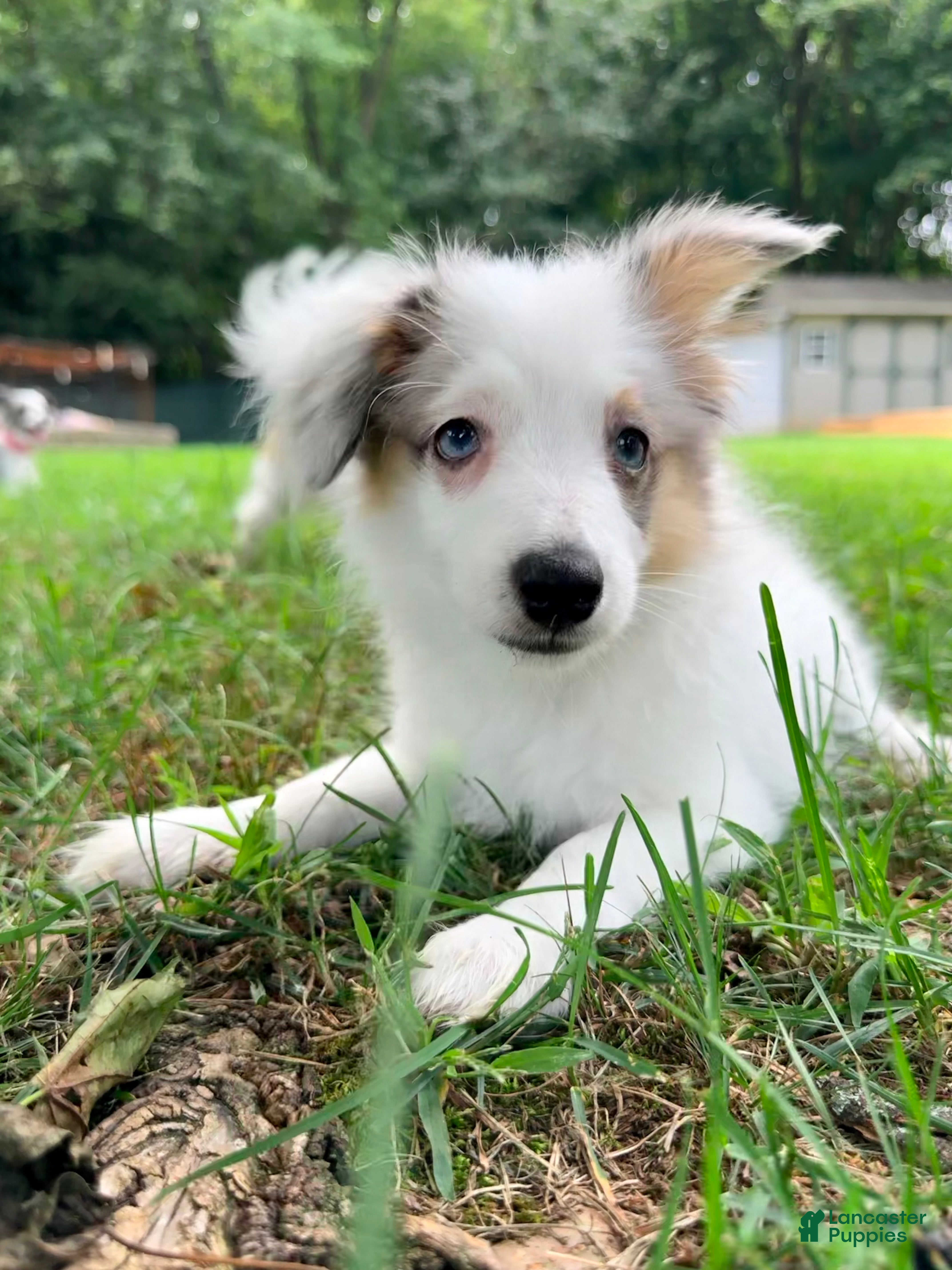 Mixed Breed dogs PopTart - Ad 2