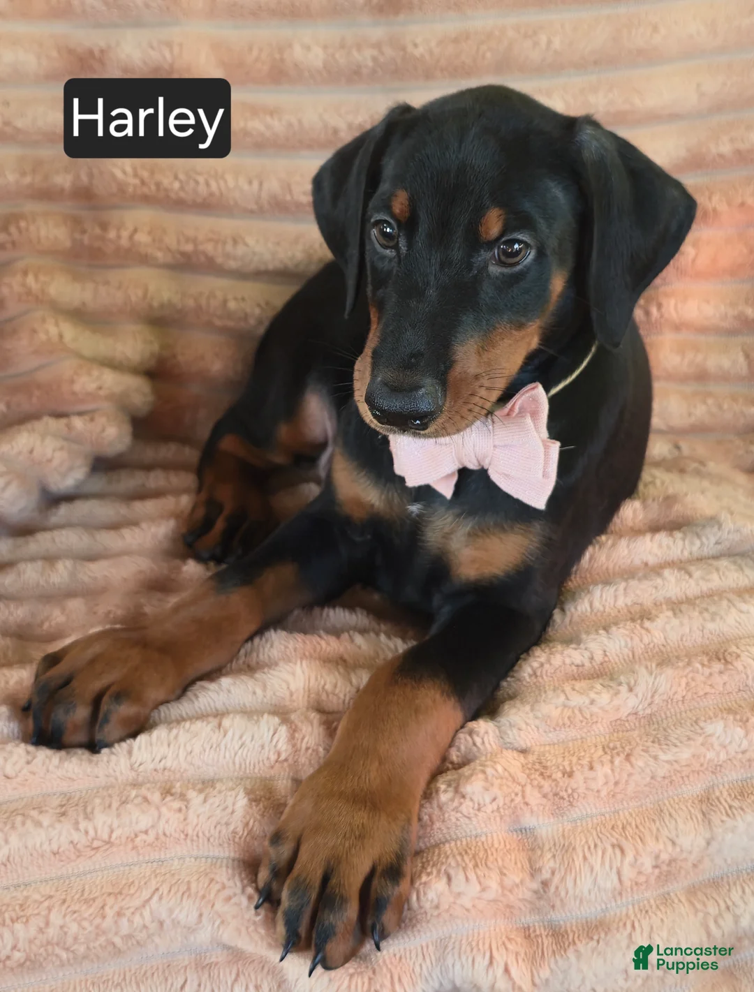 Doberman Pinscher dogs for sale: Harley - Ad 1