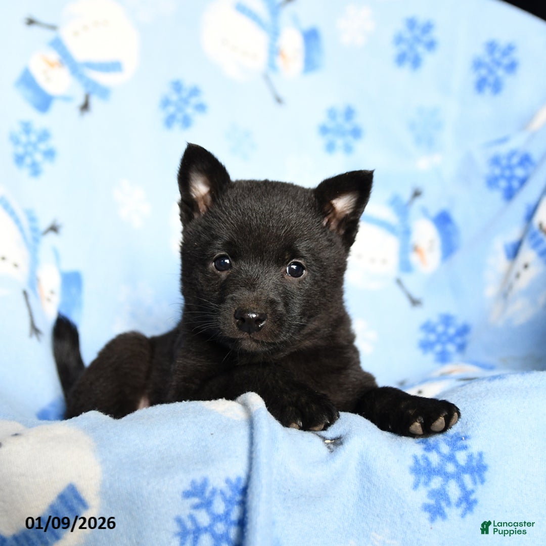 Schipperke dogs for sale: Rowdy - Ad 1
