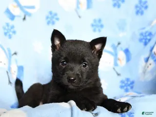 Schipperke dogs Rowdy - Ad 6