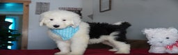 Sheepadoodle dogs for sale: Rambo - Ad 1
