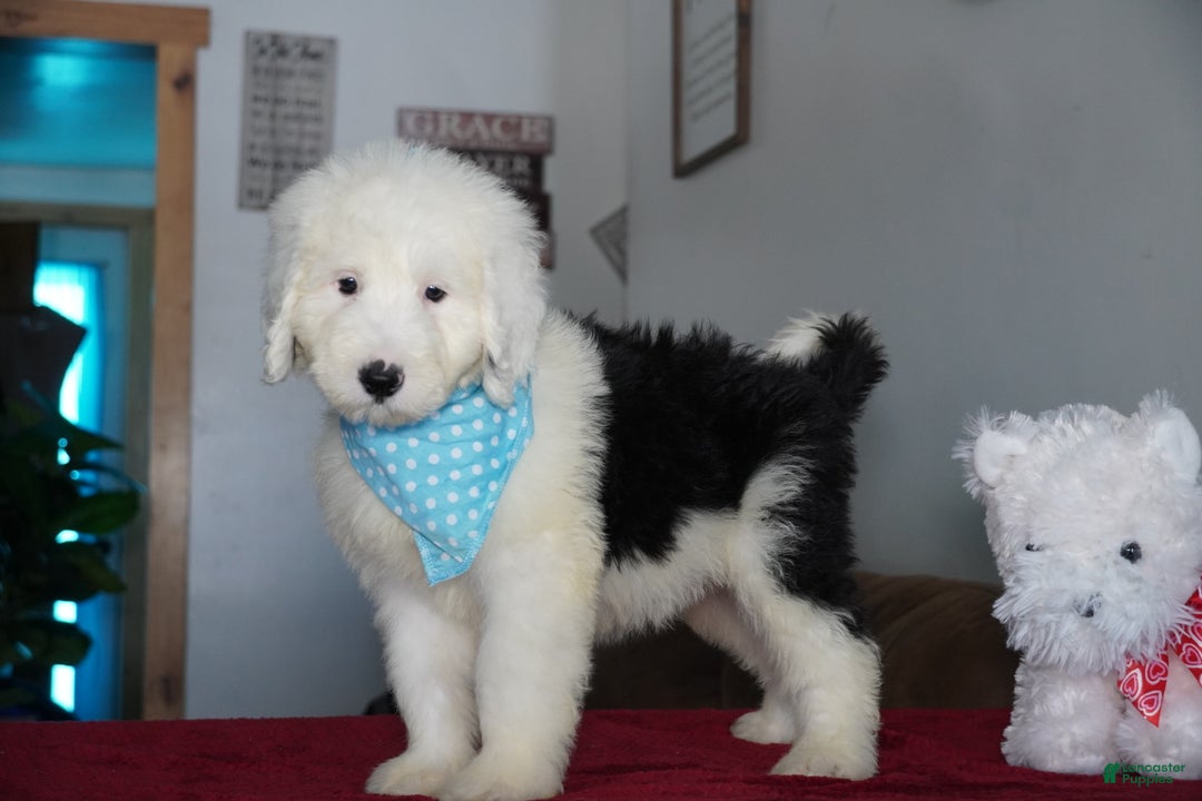Sheepadoodle dogs for sale: Rambo - Ad 1