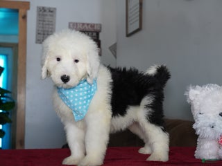Sheepadoodle dogs Rambo - Ad 7