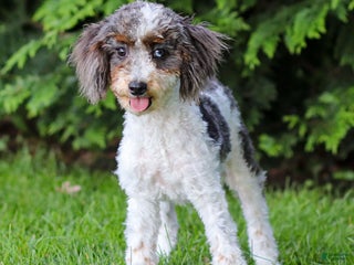 Cavapoo dogs - Ad 39