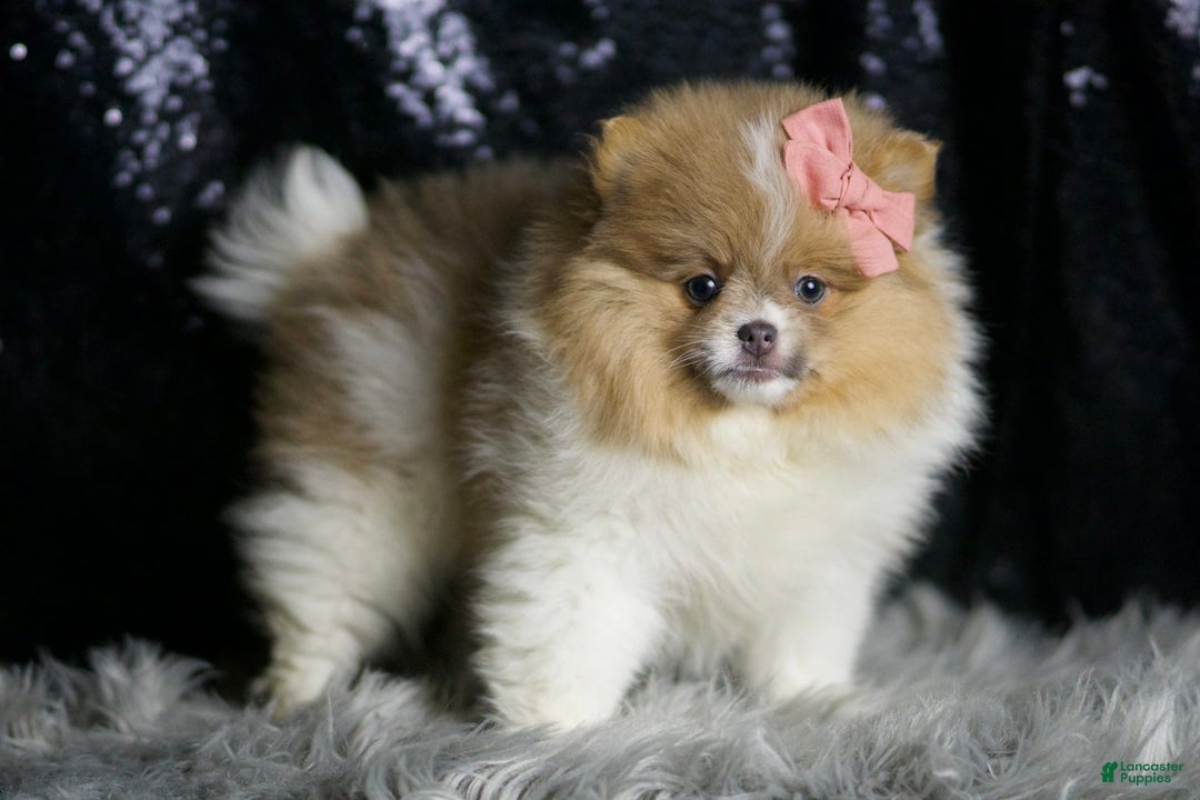 Pomeranian dogs for sale: Ginger - Ad 6