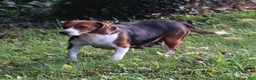 Beagle dogs for sale: Remi - Ad 11