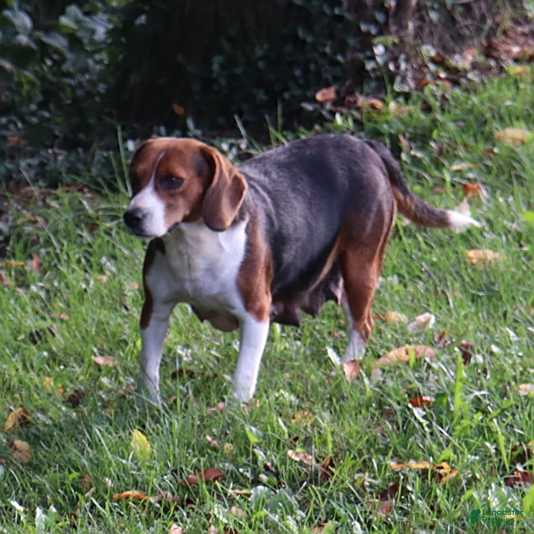 Beagle dogs for sale: Remi - Ad 11