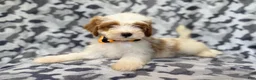 Cavapoo dogs for sale: Sparky - Ad 8