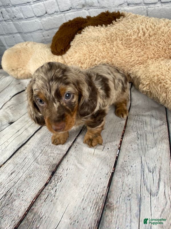 Miniature Dachshund dogs Jet - Ad 2