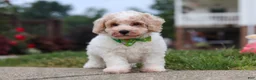 Bichpoo dogs for sale: Benji - Ad 15