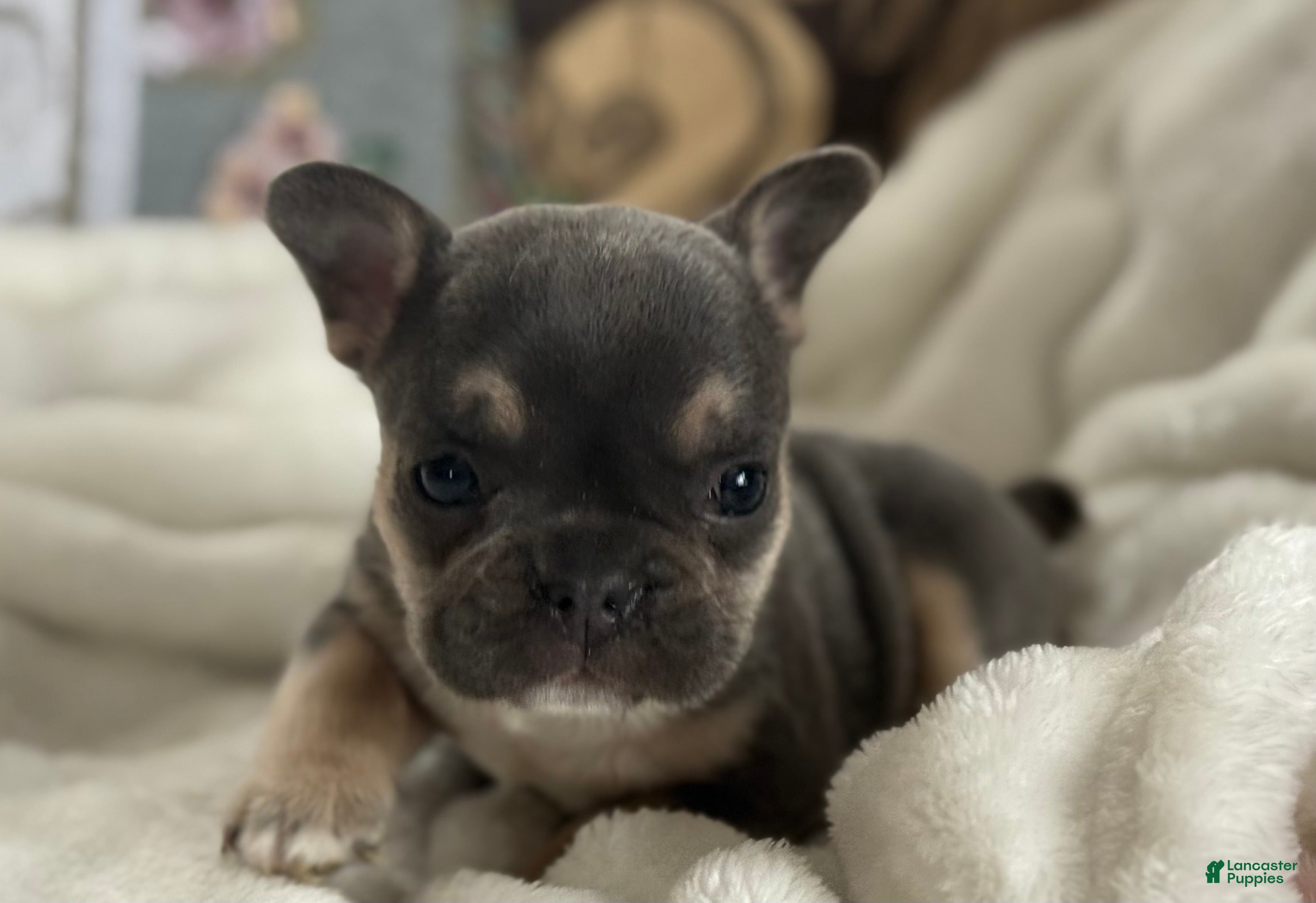 French Bulldog dogs Wyatt - Ad 38