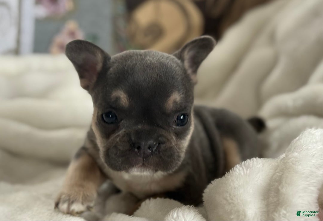 French Bulldog dogs for sale: Wyatt - Ad 11
