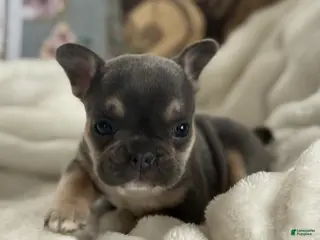 French Bulldog dogs Wyatt - Ad 42