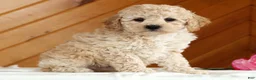 Toy Poodle dogs for sale: Bruno - Ad 4