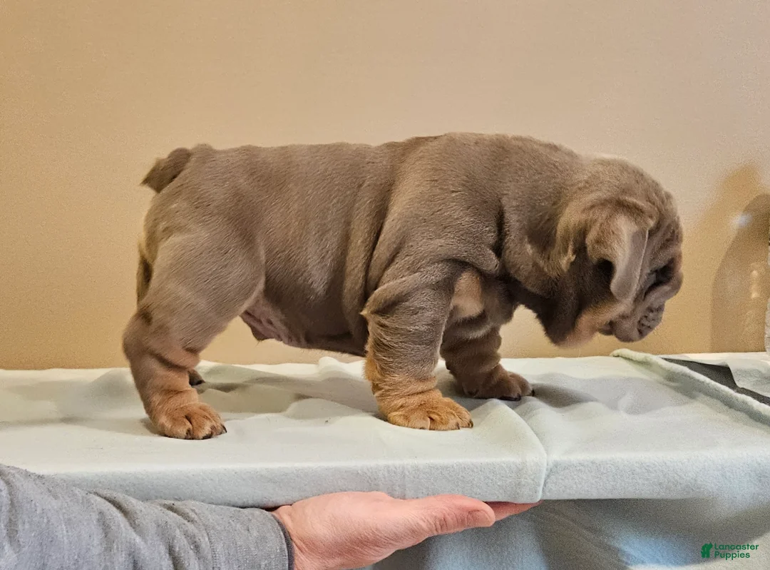 English Bulldog dogs for sale: English Bulldog Puppy 1 - Ad 6