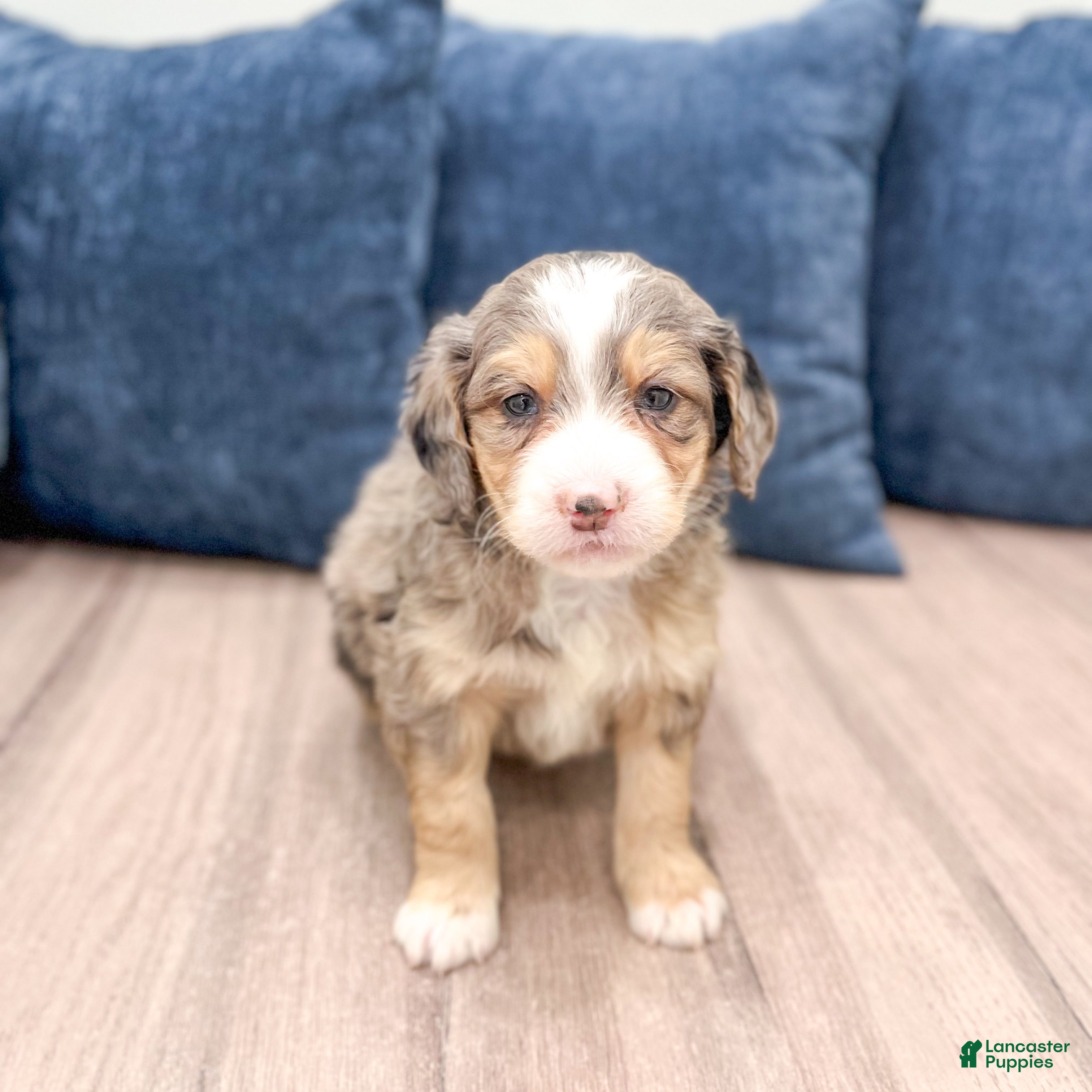 Mini Bernedoodle dogs Wyatt - Ad 1