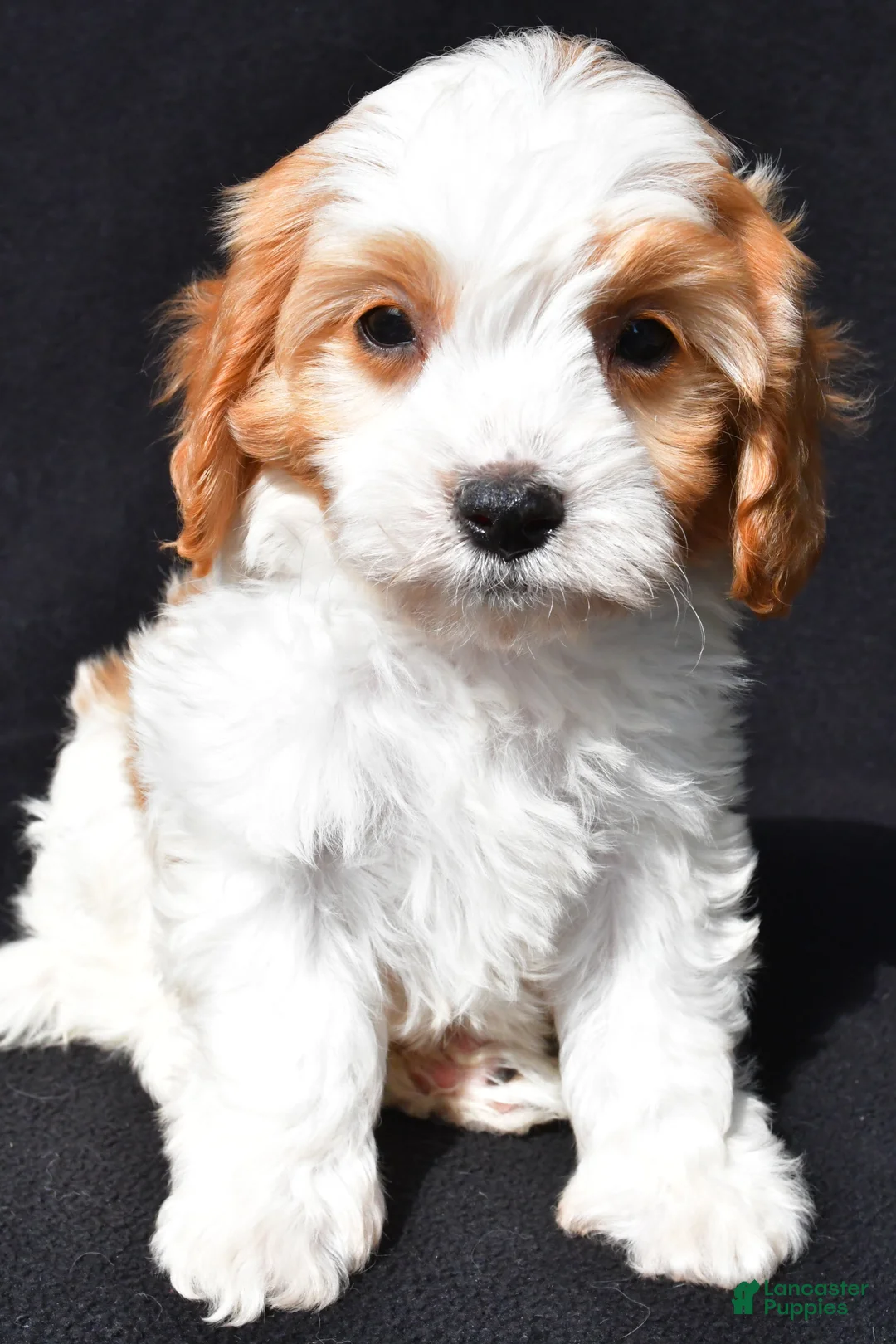 Cavapoo dogs for sale: Charlie - Ad 2