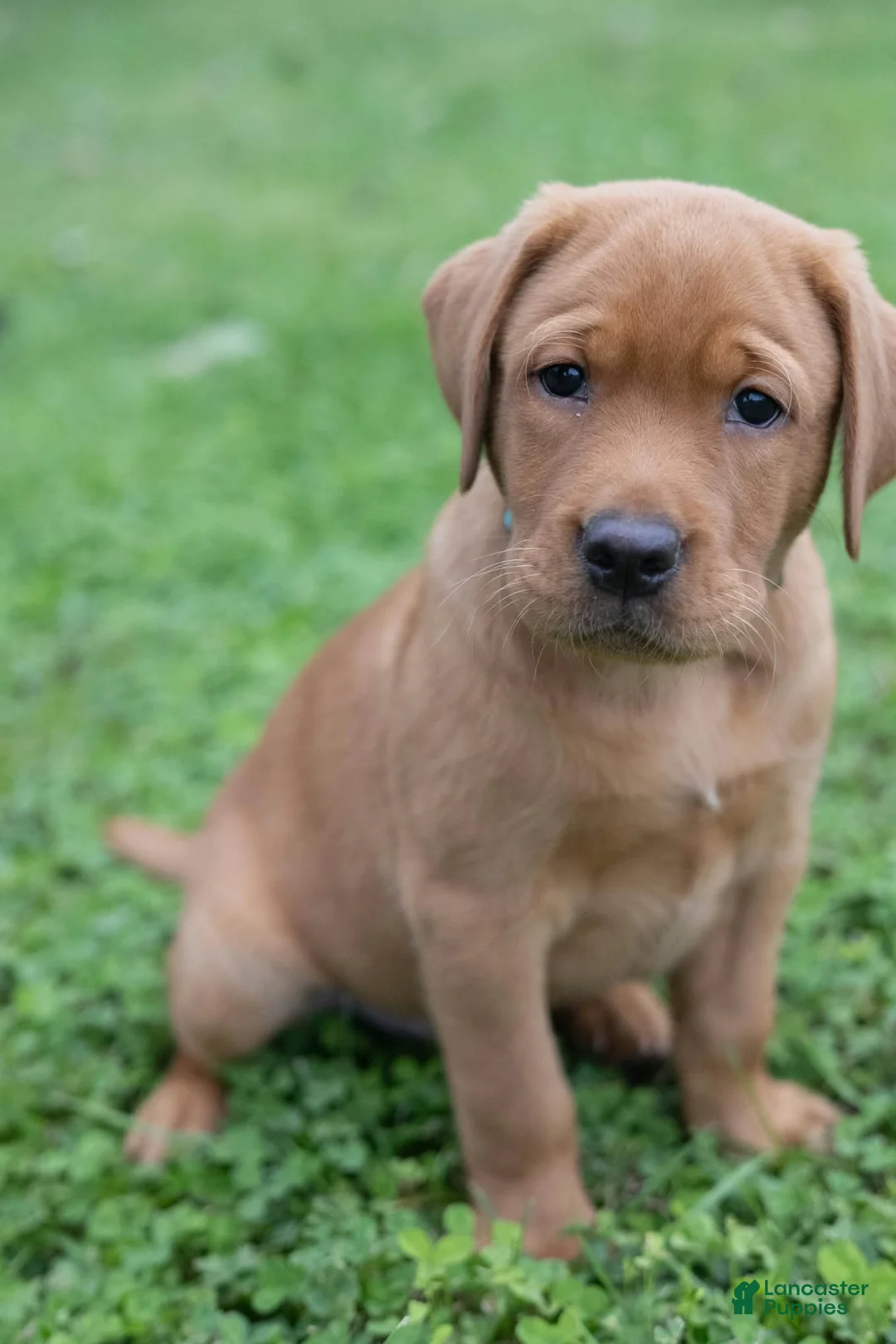 Labrador Retriever dogs for sale: Chubba (aqua collar) - Ad 2