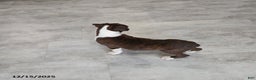 Boxer dogs for sale: Joy - Ad 7