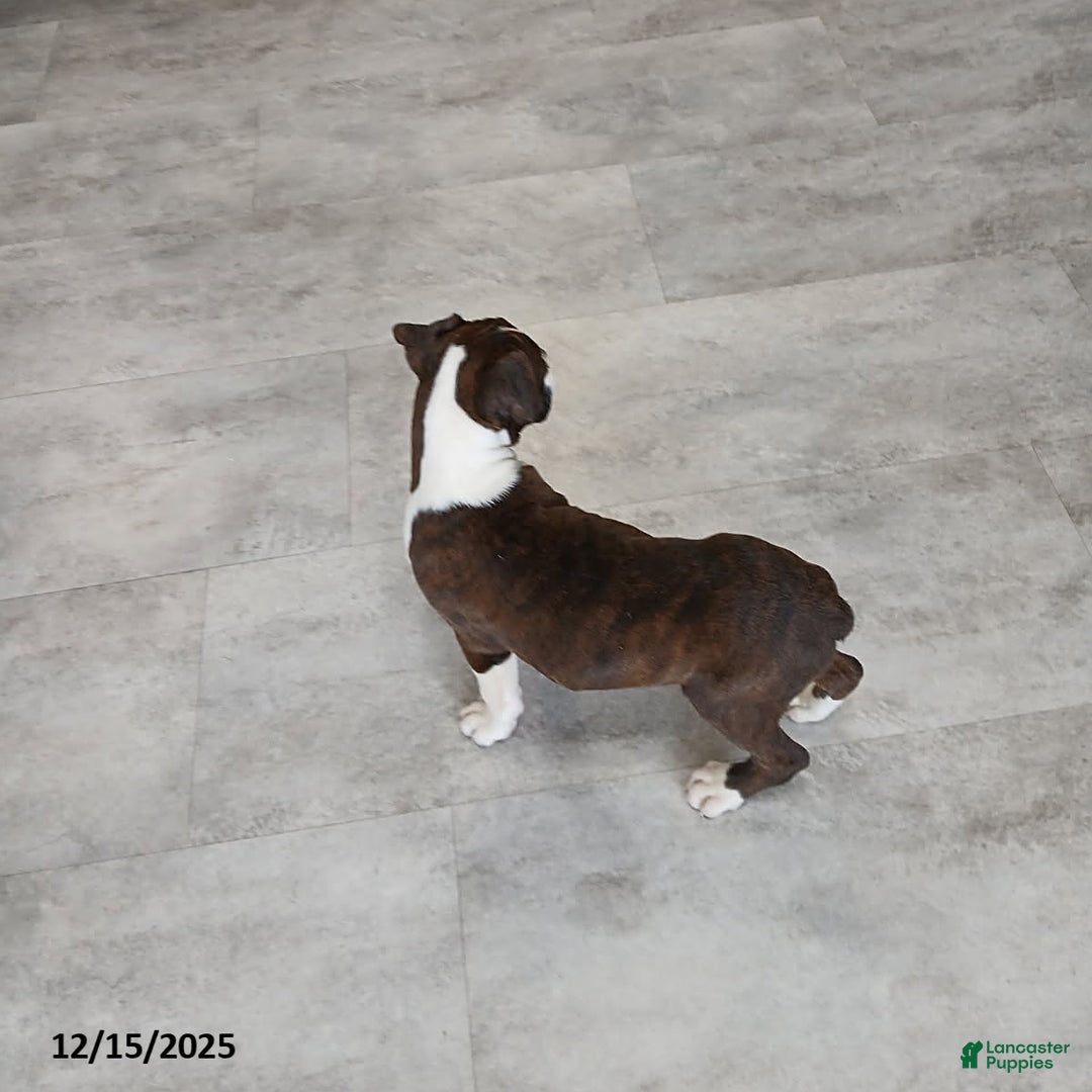 Boxer dogs for sale: Joy - Ad 7