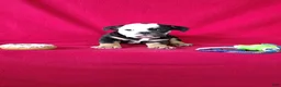 English Bulldog dogs for sale: Baxter - Ad 5