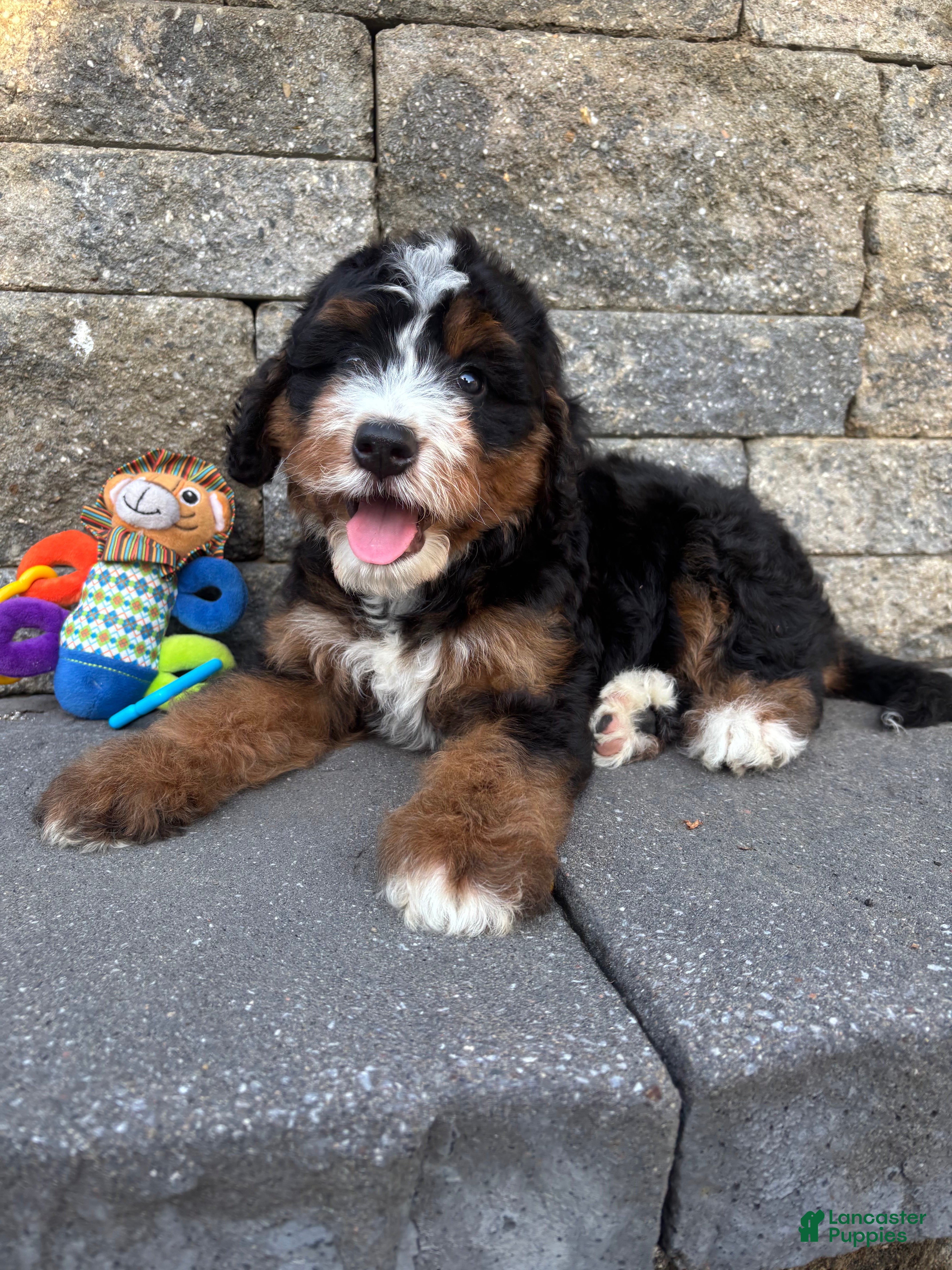 Bernedoodle dogs Sasha - Ad 2