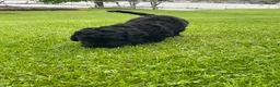 Labradoodle dogs for sale: Shadow - Ad 4
