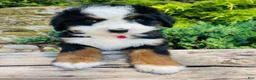Bernedoodle dogs for sale: Peach Bellini - ultra Bernedoodle  - Ad 12