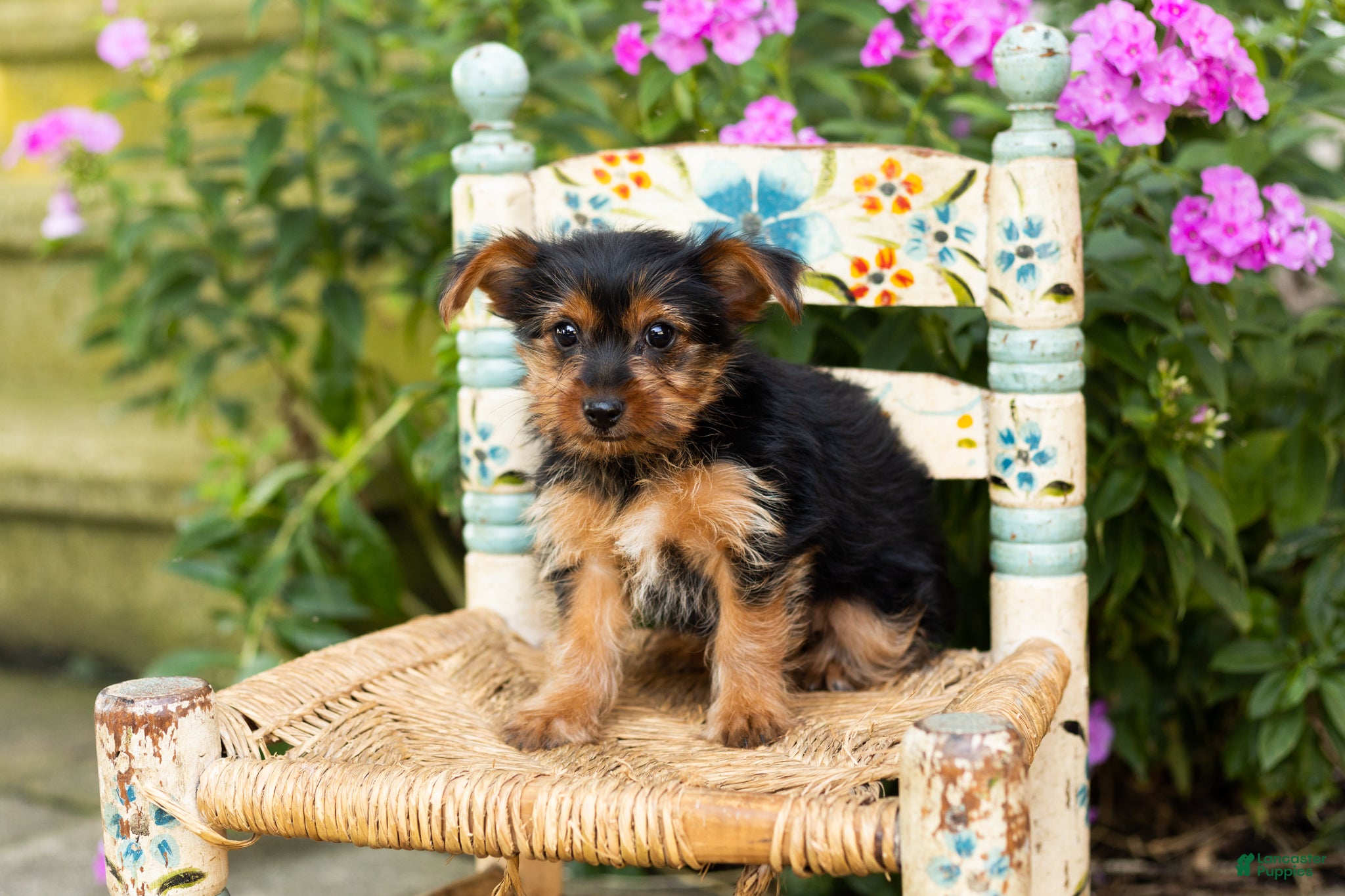 Yorkshire Terrier dogs Muriel  - Ad 6
