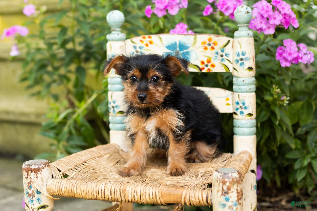 Yorkshire Terrier dogs for sale: Muriel  - Ad 1