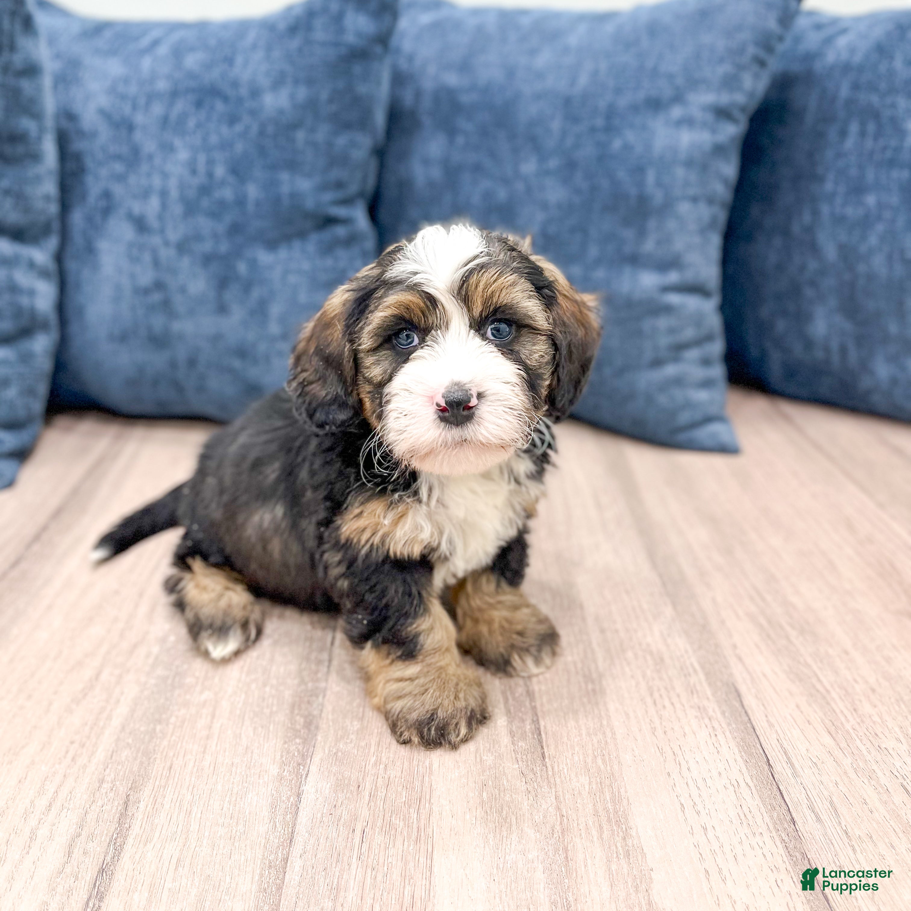 Mini Bernedoodle dogs Ace - Ad 2