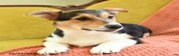 Welsh Corgi Pembroke dogs for sale: Champ  - Ad 3