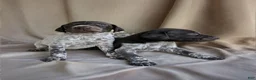 German Shorthaired Pointer dogs for sale: May - Ad 7
