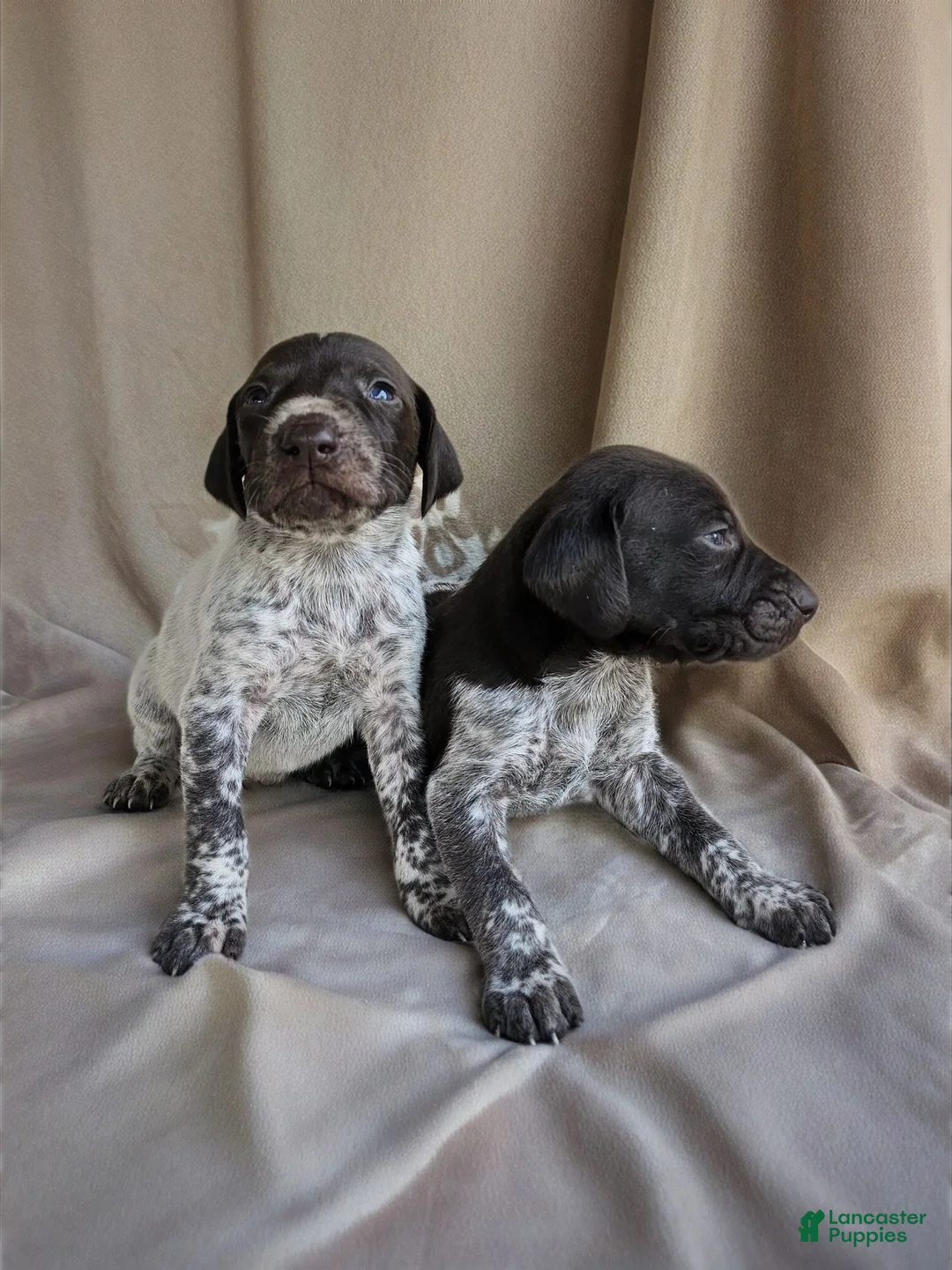 German Shorthaired Pointer dogs for sale: May - Ad 7