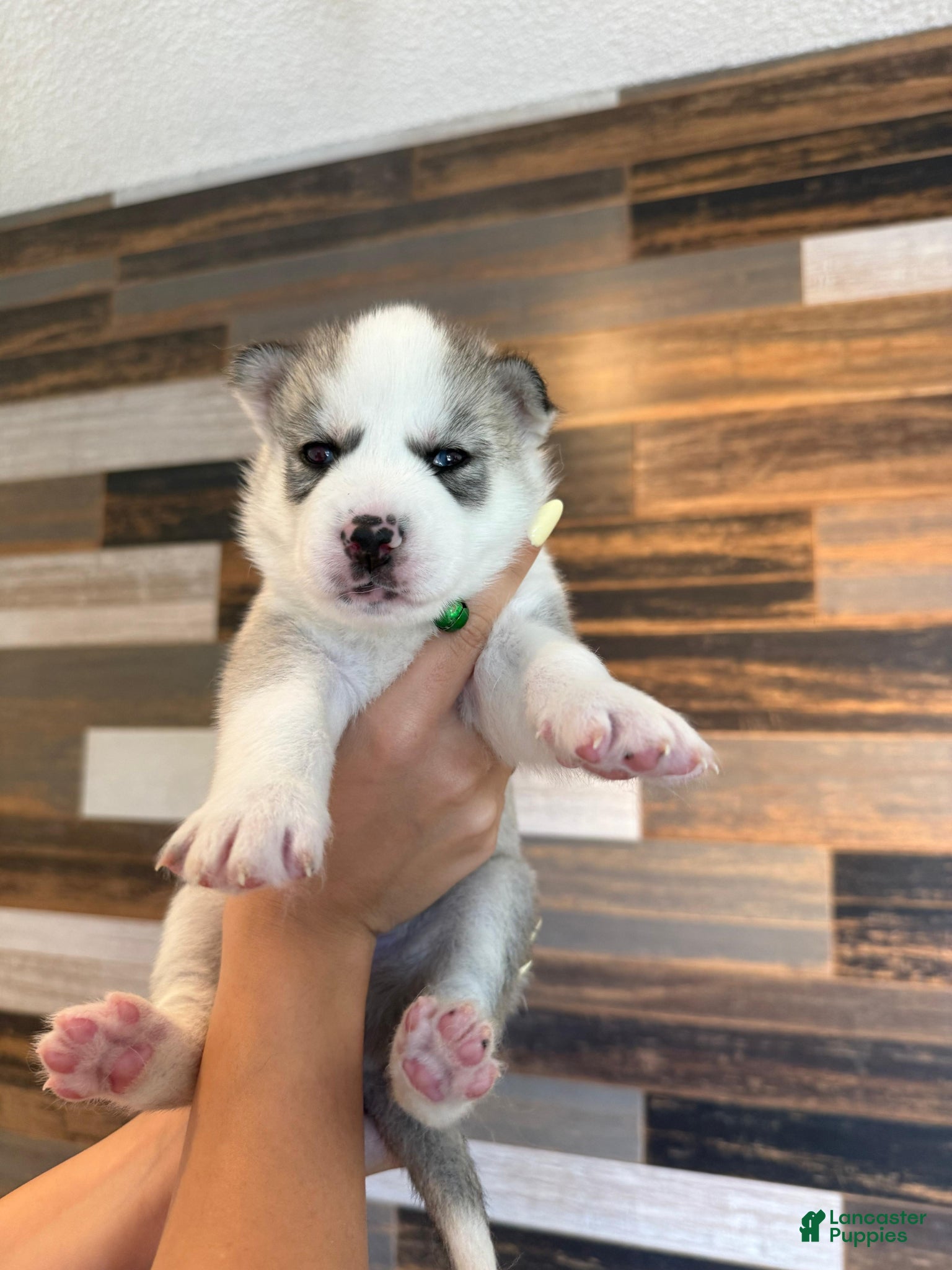 Siberian Husky dogs Siberian Husky Puppy 1 - Ad 2